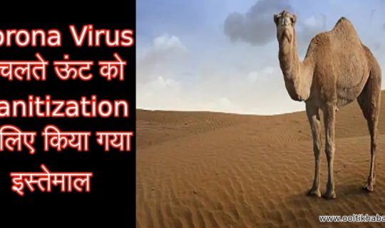 Corona Virus के चलते ऊंट को Sanitization के लिए किया गया इस्तेमाल