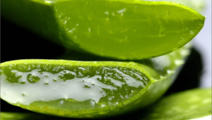 Aloe Vera के स्वस्थ 6 लाभ