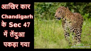 Leopard caught in sector 47 Chandigarh