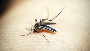 Malaria को घर पर ठीक करने के घरेलु उपचार