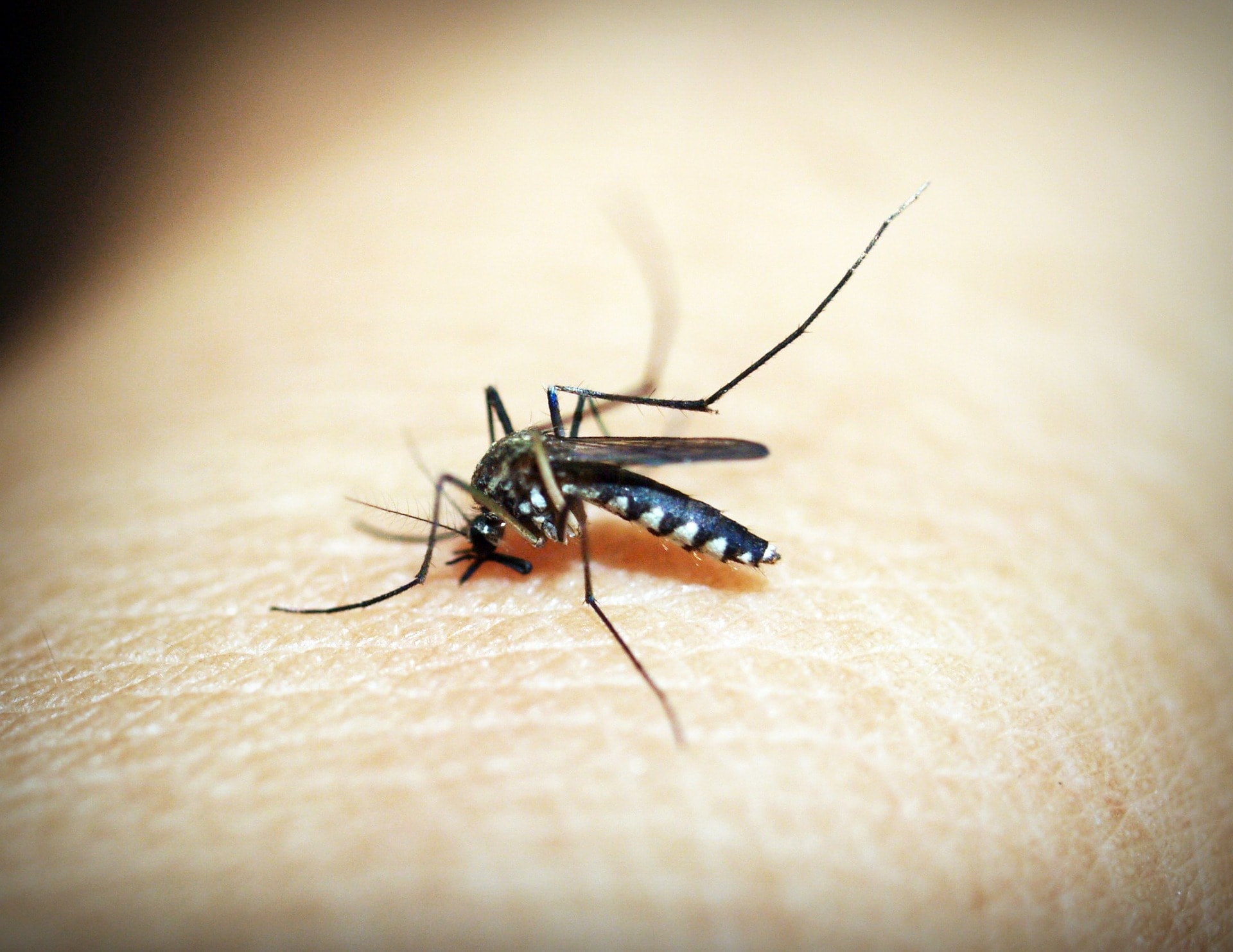 You are currently viewing Malaria को घर पर ठीक करने के घरेलु उपचार
