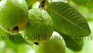 8 Health Benefits of Guava Fruit and Leaves