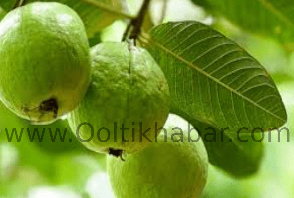 You are currently viewing 8 Health Benefits of Guava Fruit and Leaves