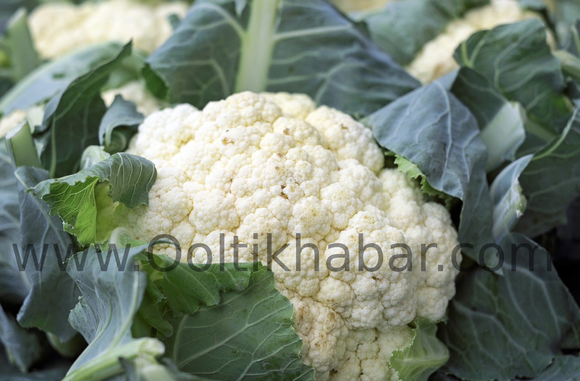 You are currently viewing Health benefits of Cauliflower