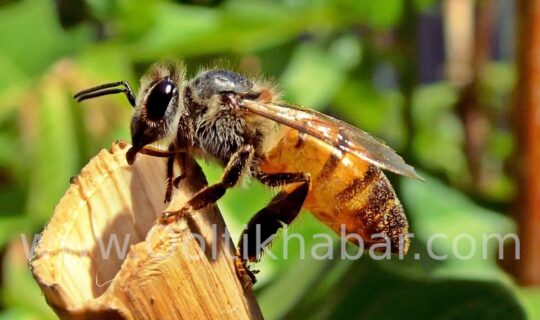 Honey Bee Sting से होने वाले दर्द को दूर करने के घरेलू उपाय