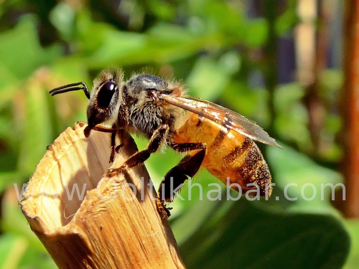 You are currently viewing Honey Bee Sting से होने वाले दर्द को दूर करने के घरेलू उपाय