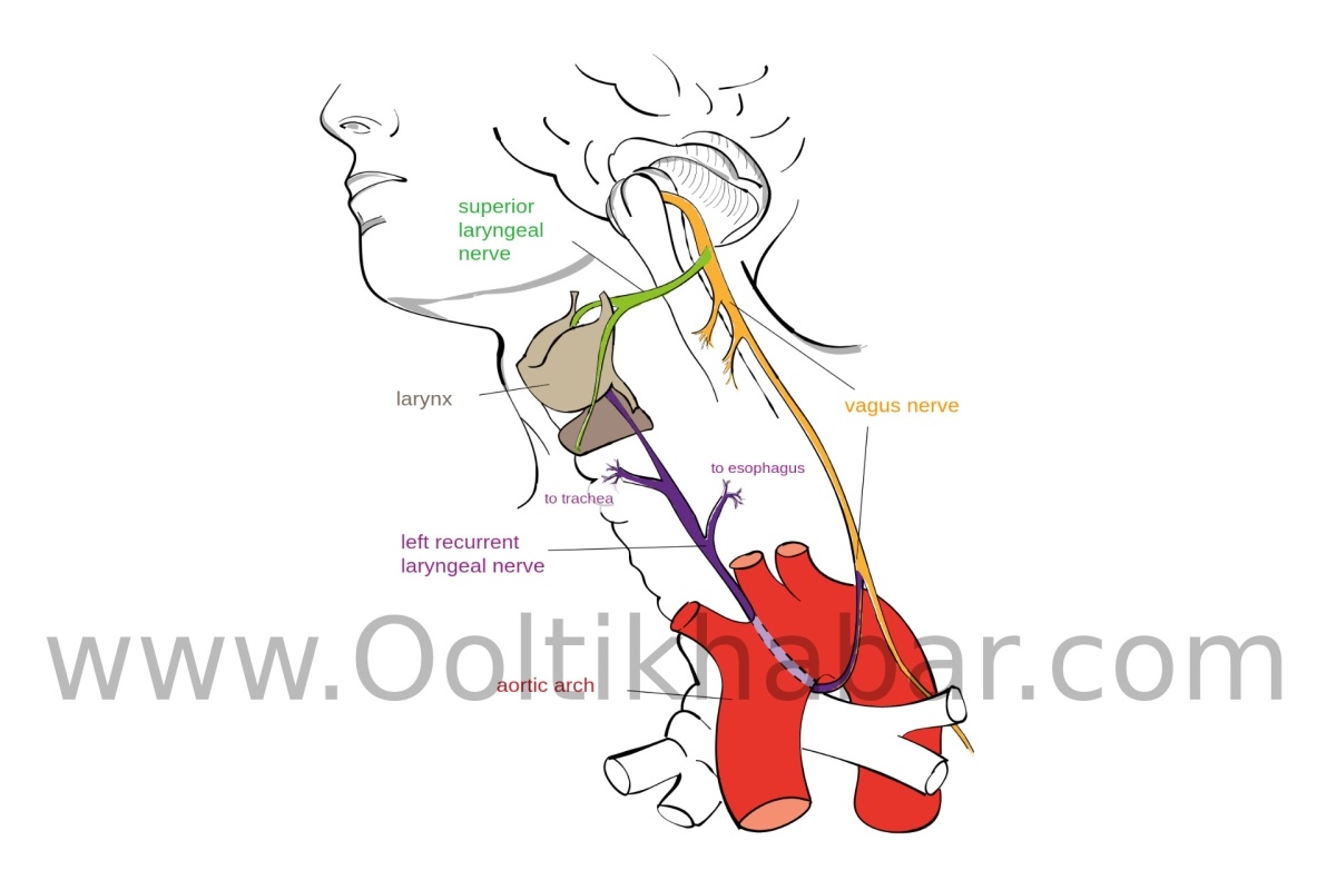 You are currently viewing Hoarseness (गला बैठ जाना)को ठीक करने के घरेलू उपाय