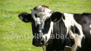 गाय का घी स्वास्थ्य लाभ और उपयोग