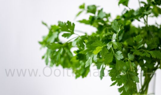 Coriander Essential Oil के हमारे स्वास्थ के लिए लाभ