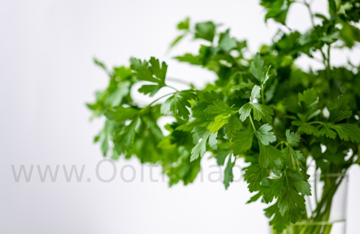 You are currently viewing Coriander Essential Oil के हमारे स्वास्थ के लिए लाभ