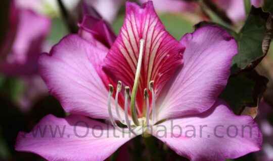 मंथराई (Bauhinia Variegata) के स्वास्थ्य लाभ