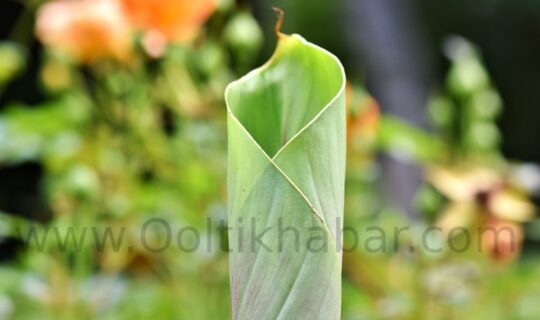 Banana Stem के स्वास्थ्य लाभ