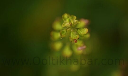 तुलसी (Tulsi) के स्वास्थ्य लाभ