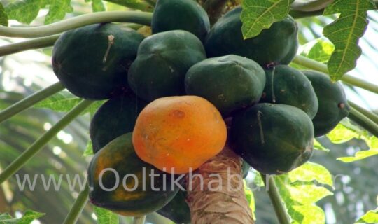 पपीते के बीज (Papaya Seed) के स्वास्थ्य लाभ